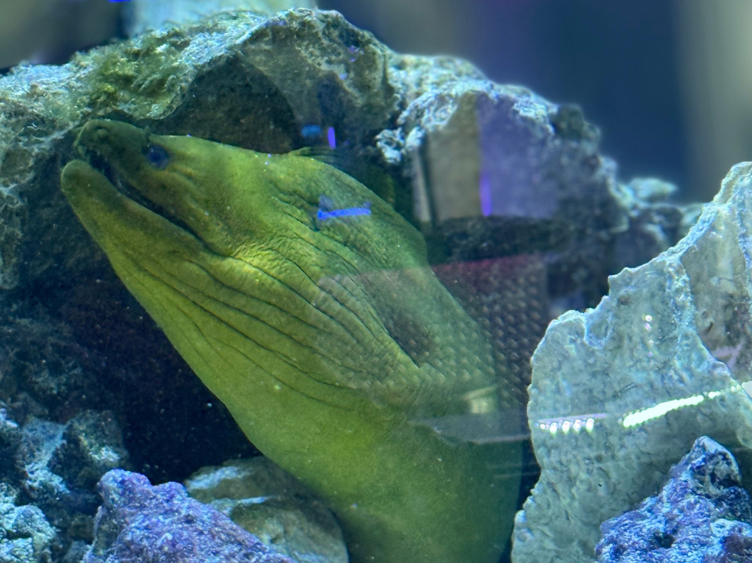 Boca Aquarium-博卡拉顿必去景点