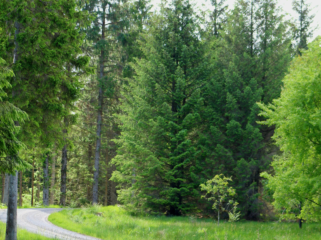 Kielder Forest-Kielder必去景点