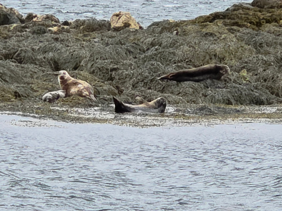 Kylesku Boat Tours-Kylesku必去景点