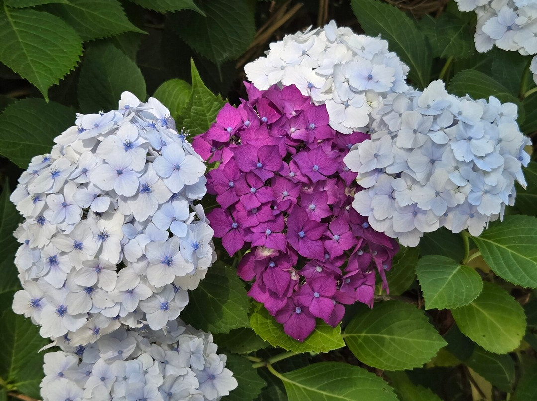 Circuit des Hortensias-Ploermel必去景点