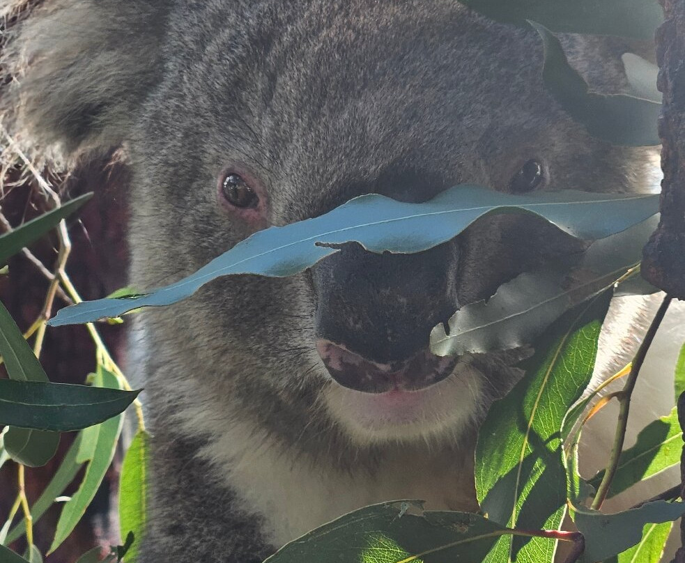 Softfoot Farm & Wildlife Park-Hindmarsh Valley必去景点