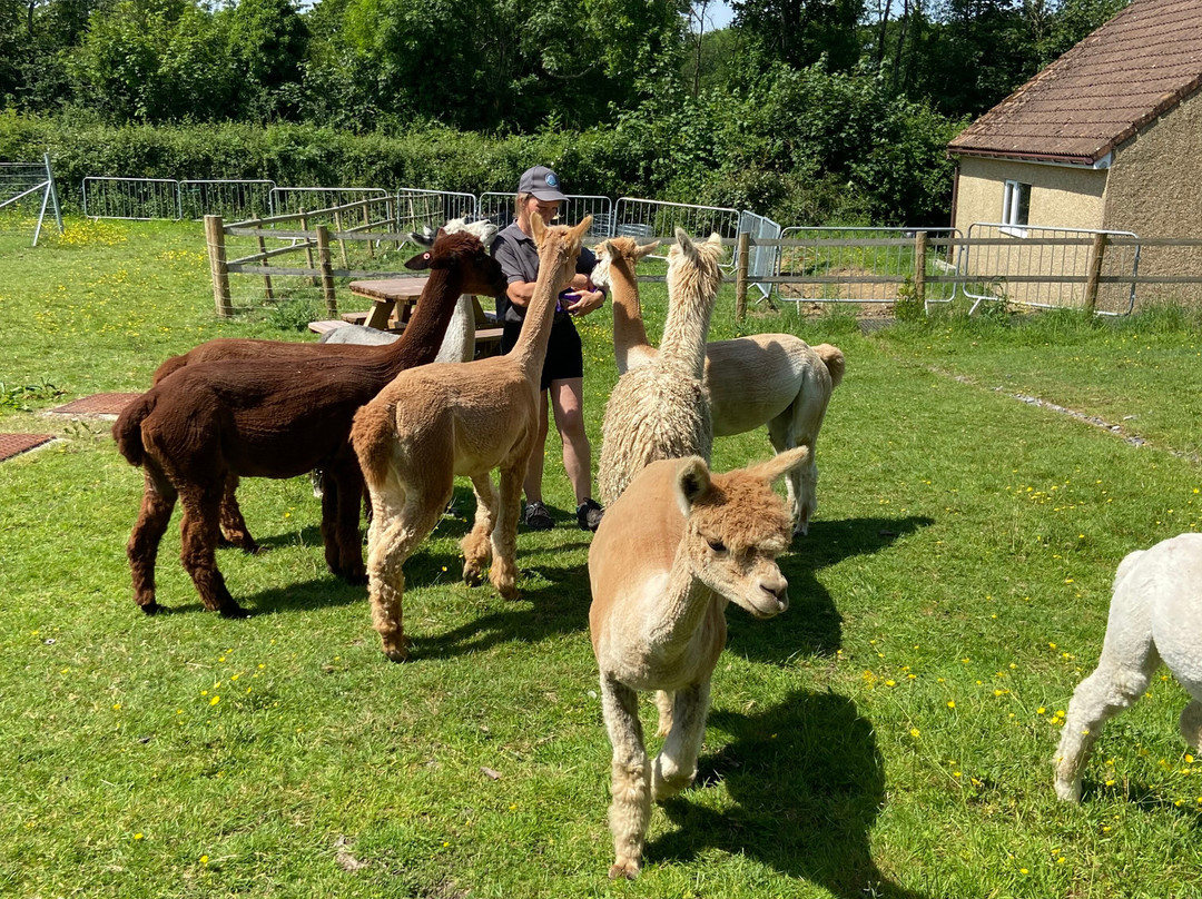 Reservoir Alpacas-Chard必去景点