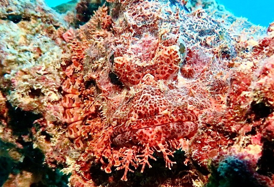 Orca Dive Club - Pereybere-Pereybere必去景点