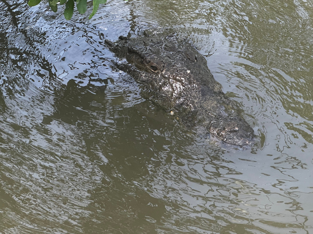 Black River Safari