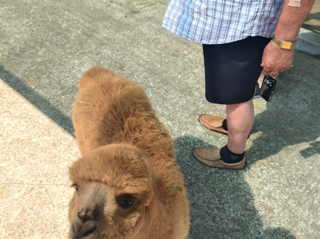 Camel Park Sunny Beach-拉夫达必去景点