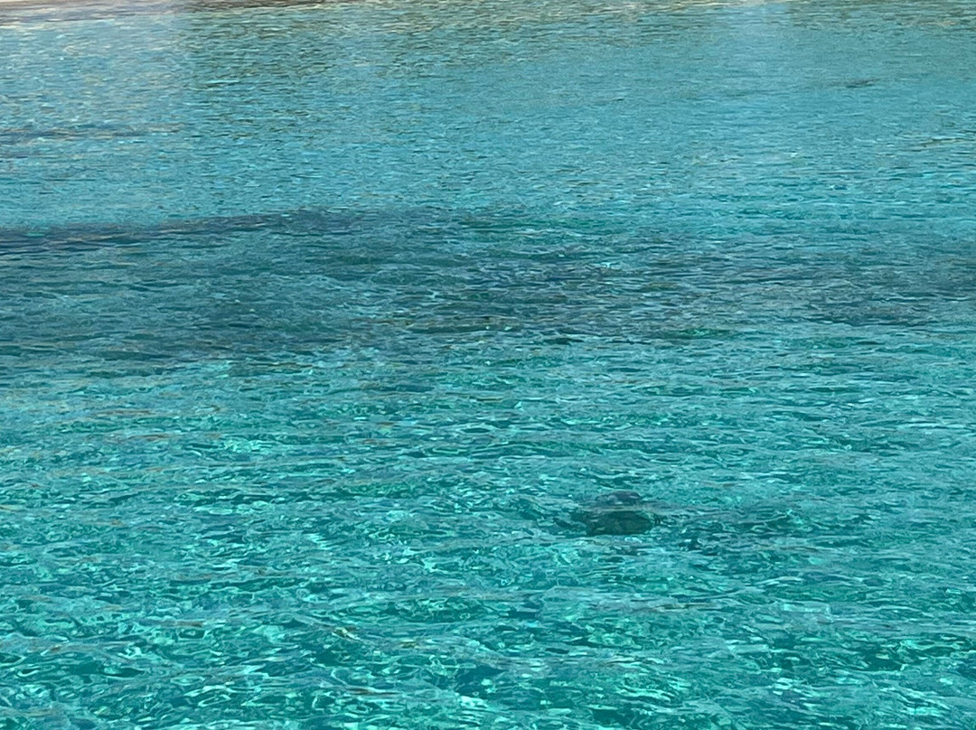 Mykonos Catamaran Sailing  Tours And Day Cruises-奥诺斯必去景点