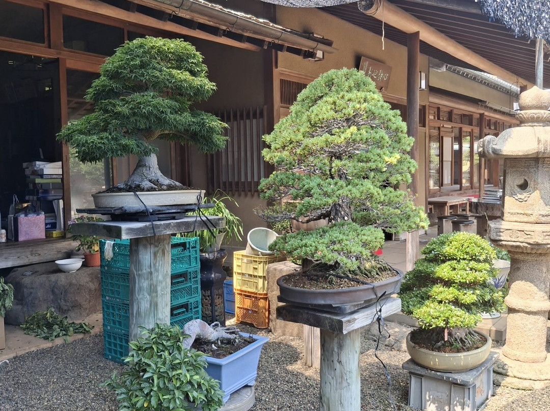春花园 BONSAI 美术馆-江戸川区必去景点