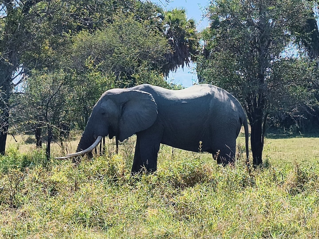 GoSmart Zanzibar Tours & Safari-Kiembi Samaki必去景点