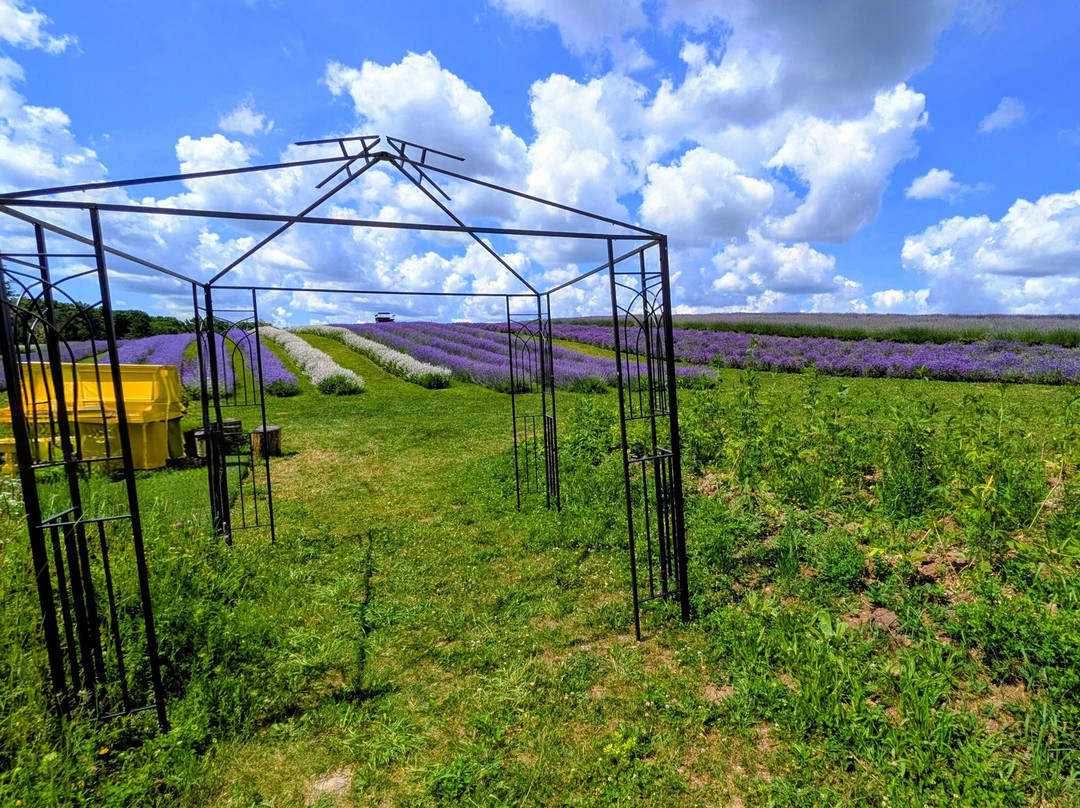 Kelso Lavender Farm-Milton必去景点