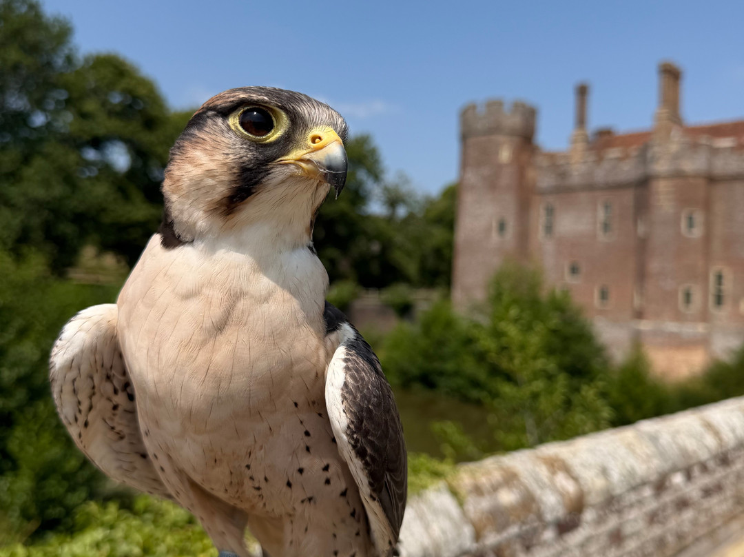 East Sussex Falconry-Herstmonceux必去景点