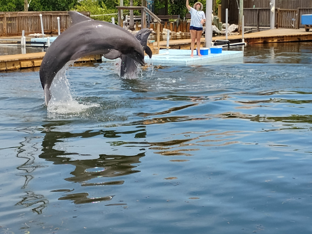 Dolphin Research Center-Grassy Key必去景点