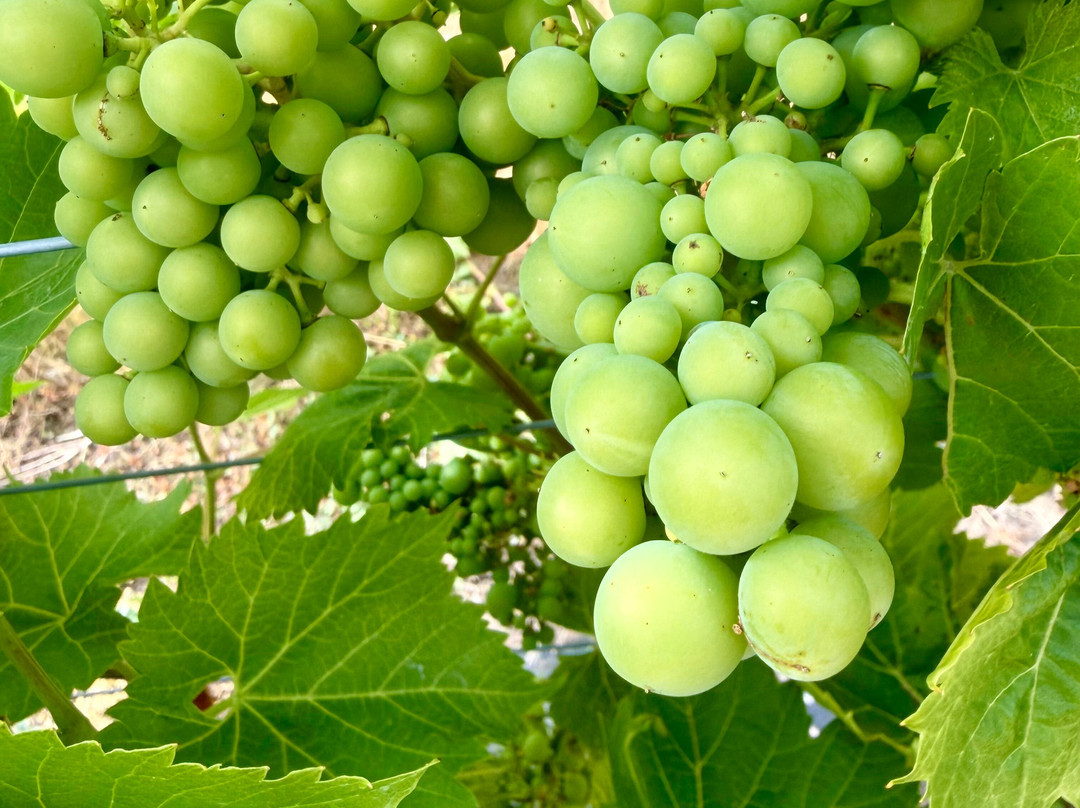 Carden Park Vineyard-Broxton必去景点