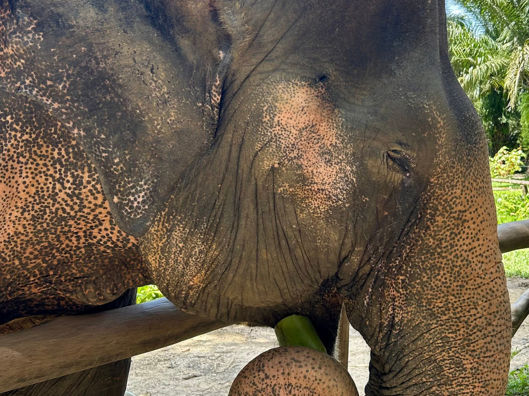 Khao Sok Elephant Sanctuary-拷索国家公园必去景点