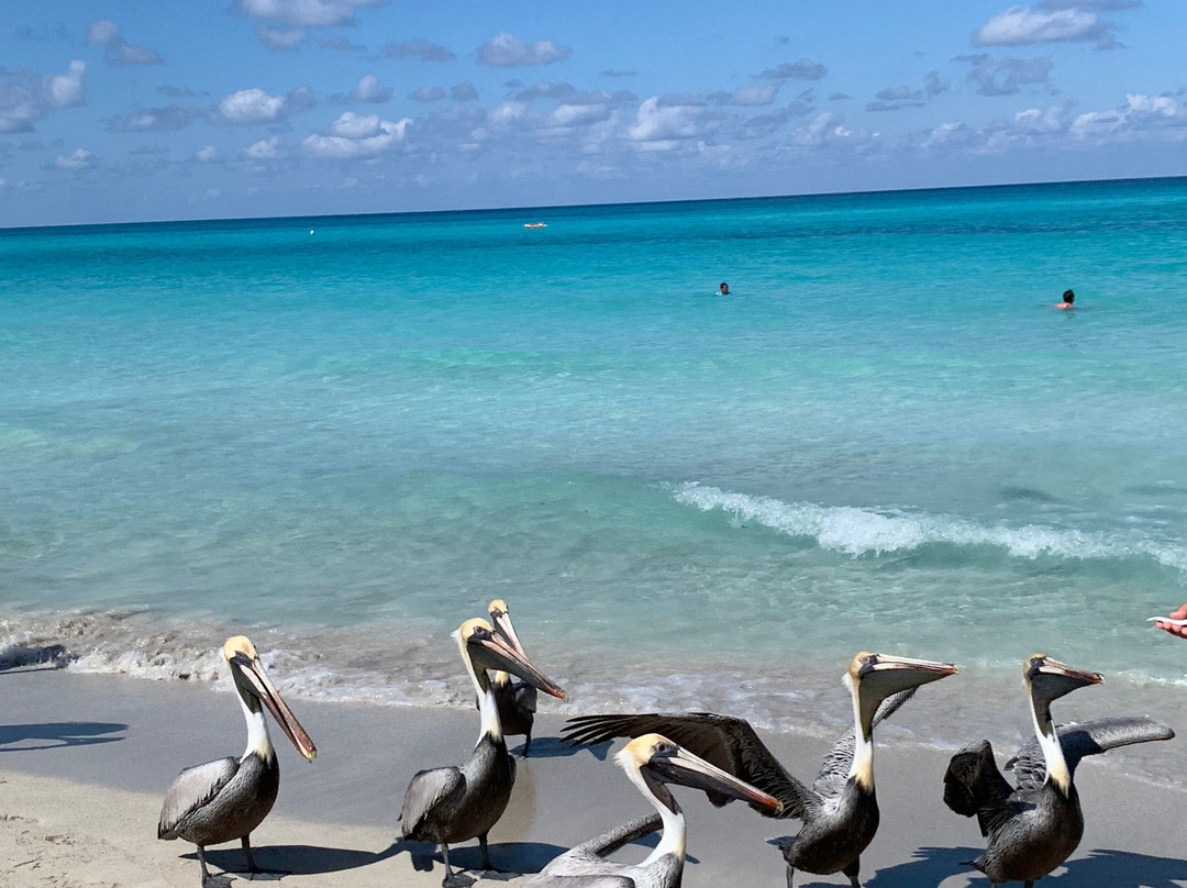 Varadero Beach-巴拉德罗必去景点