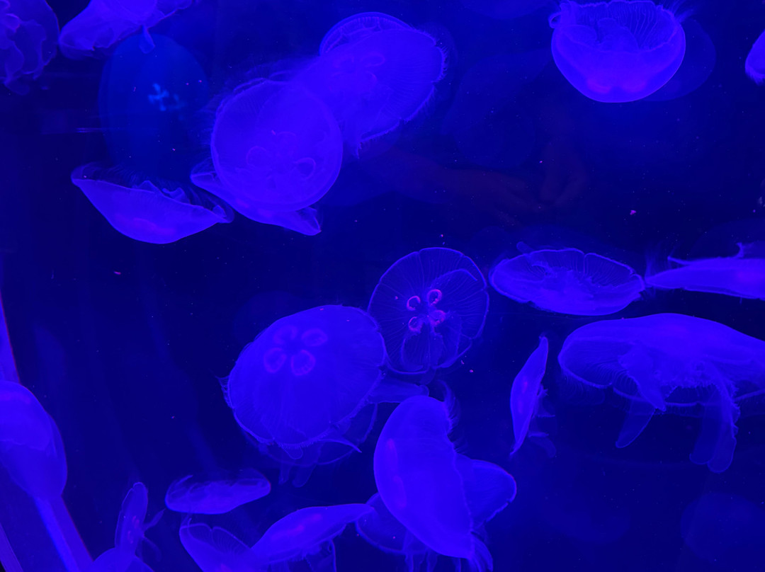National Marine Aquarium-普利茅斯必去景点