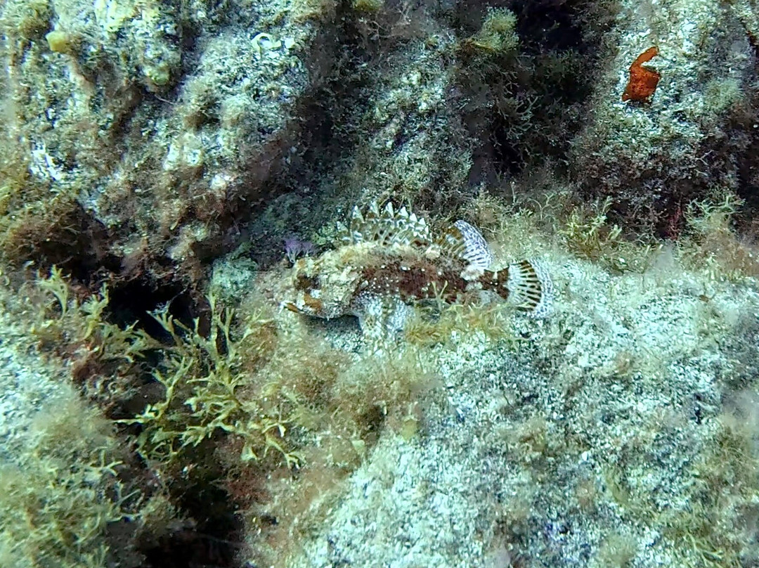 PAMA DIVING-圣胡安海滩必去景点