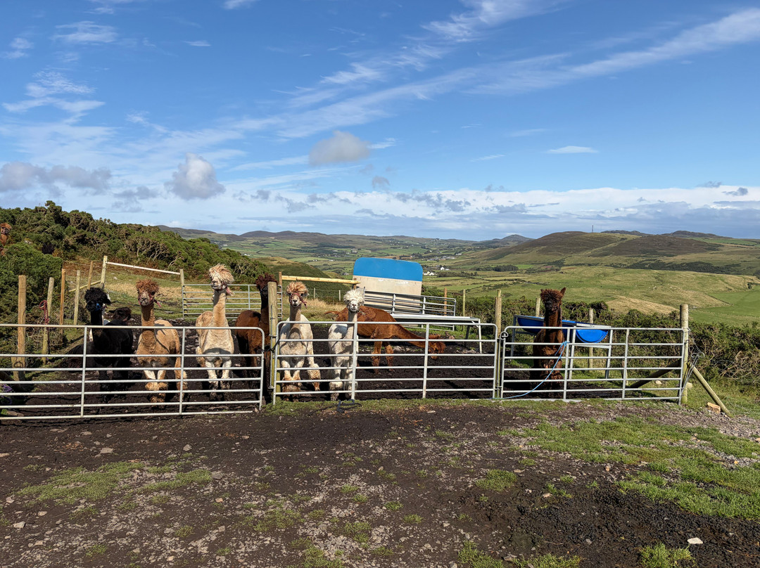 Wild Alpaca Way