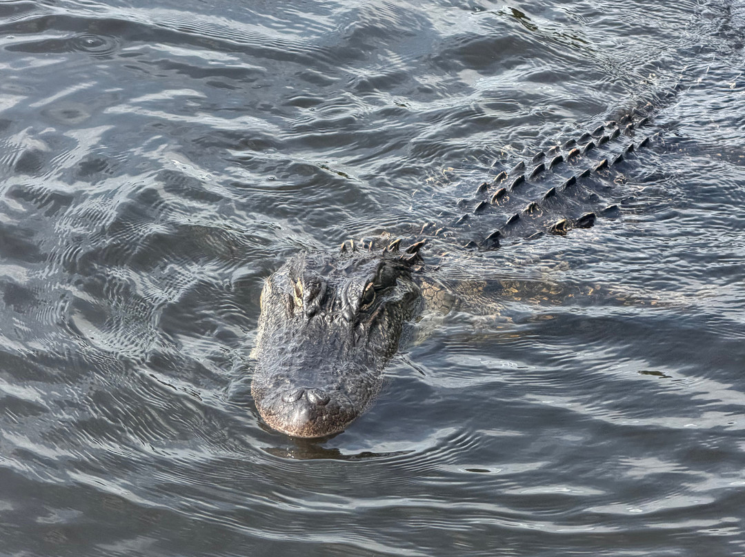 McGee's Louisiana Swamp & Airboat Tours-Henderson必去景点