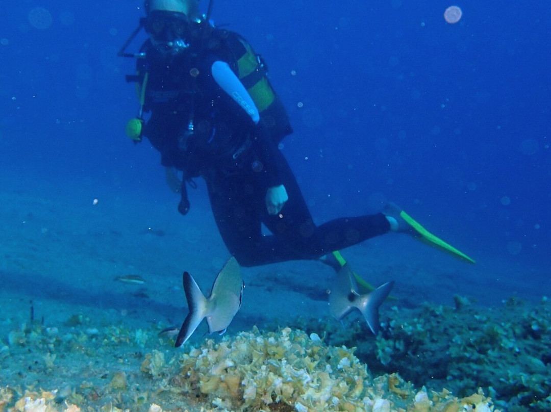 Alonissos Seacolours Dive Center-Patitiri必去景点