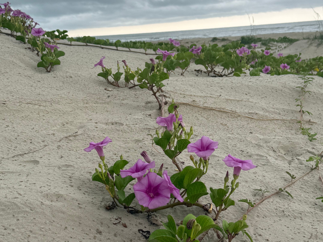 San Jose Island-阿兰瑟斯港必去景点