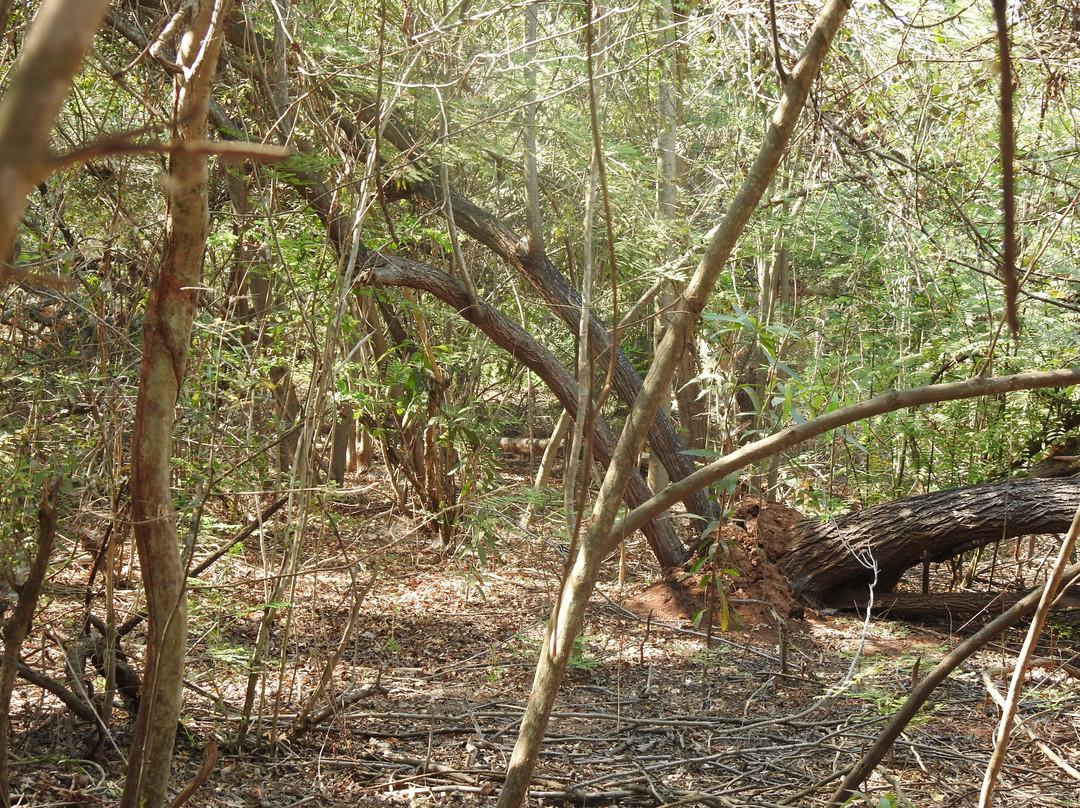 Zazamalala Wildlife Centre-Morondava必去景点