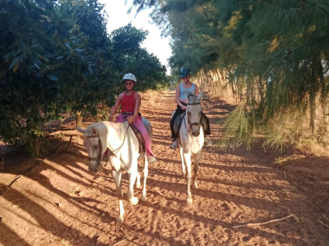 Tavira Equestrian Tourism-塔维拉必去景点