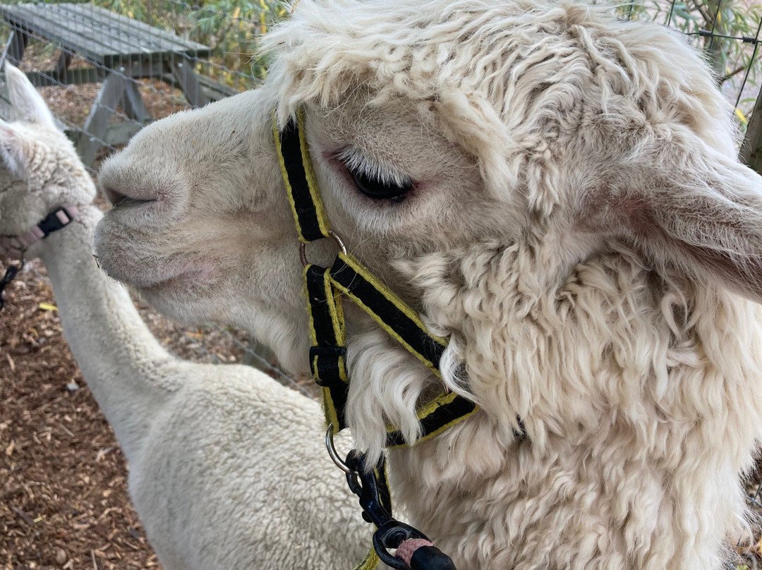 Nanny Sharon's Alpaca Farm C.I.C-Prenton必去景点