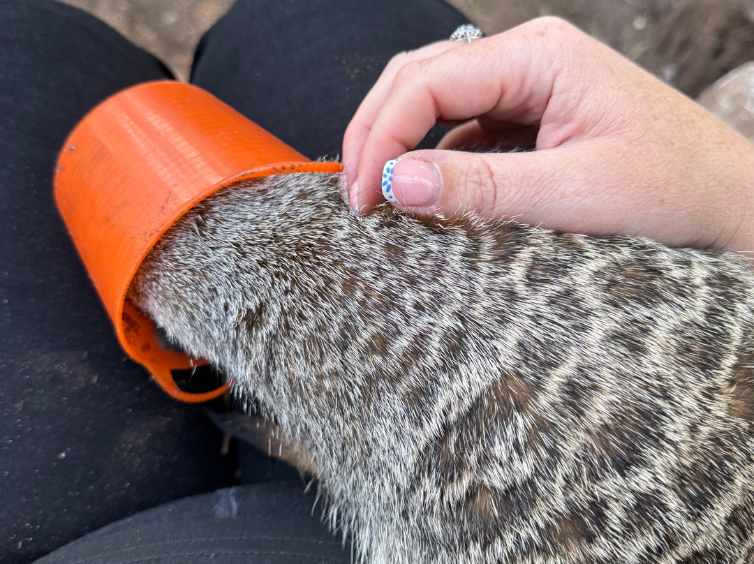 Lucky Tails Alpaca Farm-Atherstone必去景点