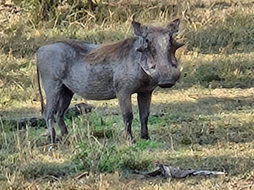 Wild Wings Safaris-克鲁格国家公园必去景点