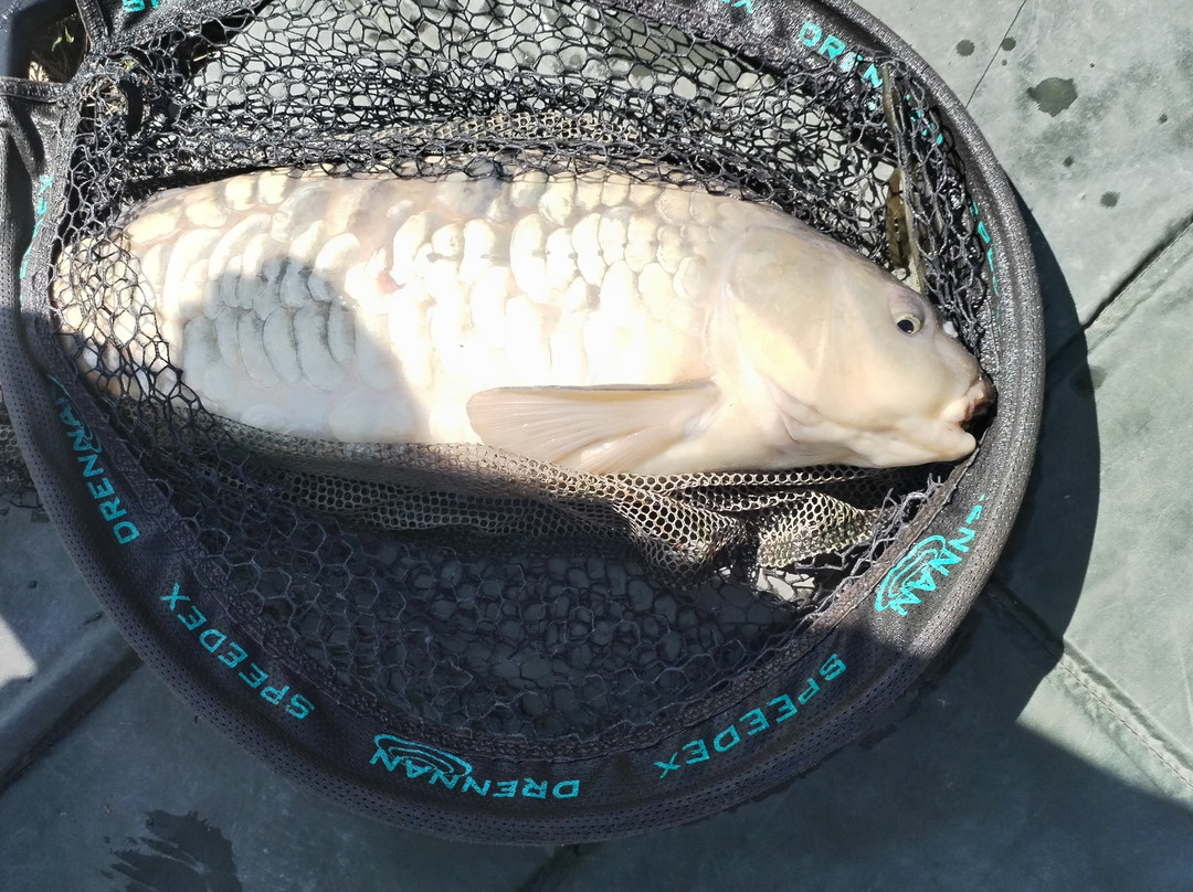 Stamford Way Fisheries and Camping-Ewloe必去景点