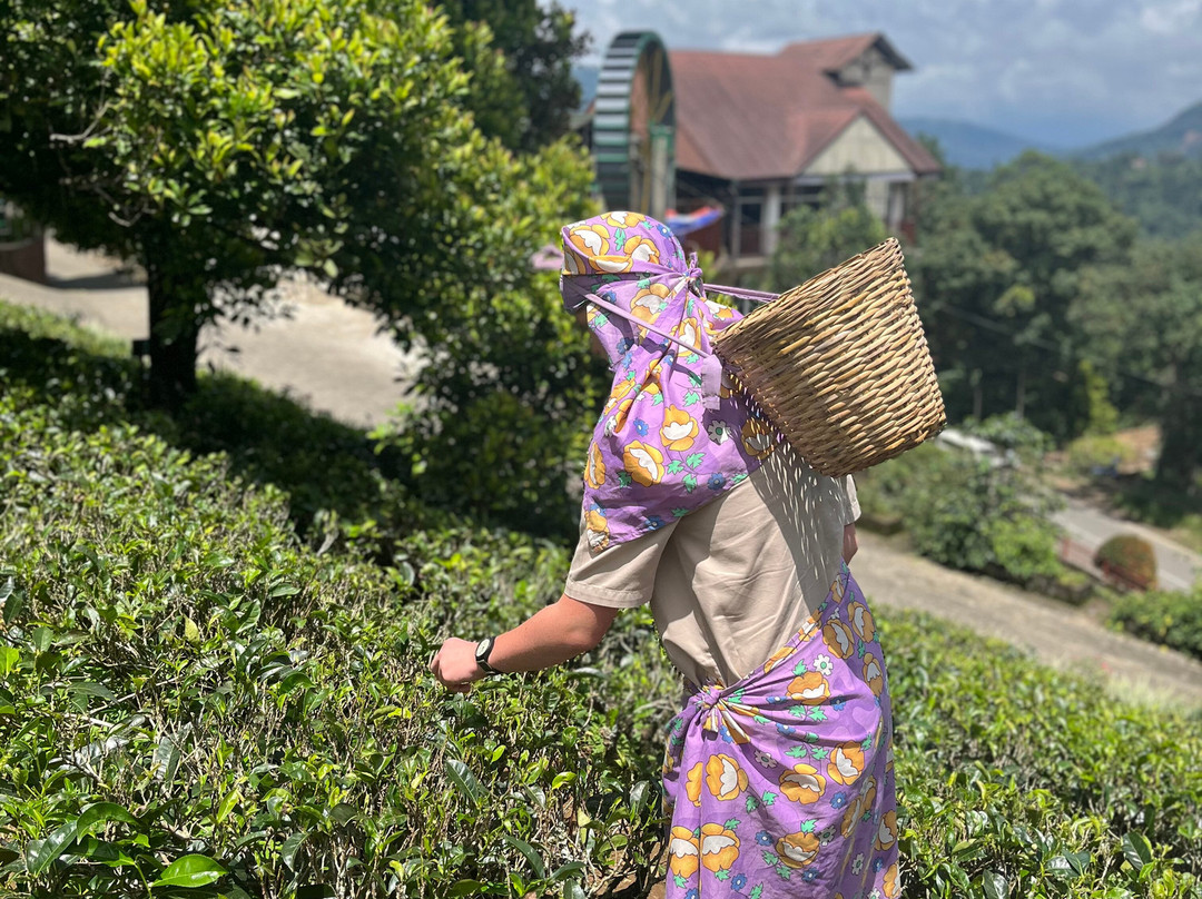 Sri Lanka Peter Tours-阿杭玛必去景点