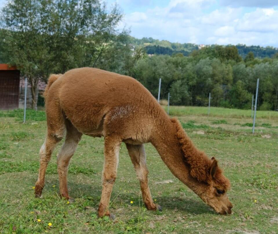 Alpaca Home-Krzyszkowice必去景点