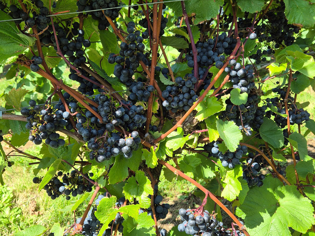Alder Vineyard-Lewdown必去景点