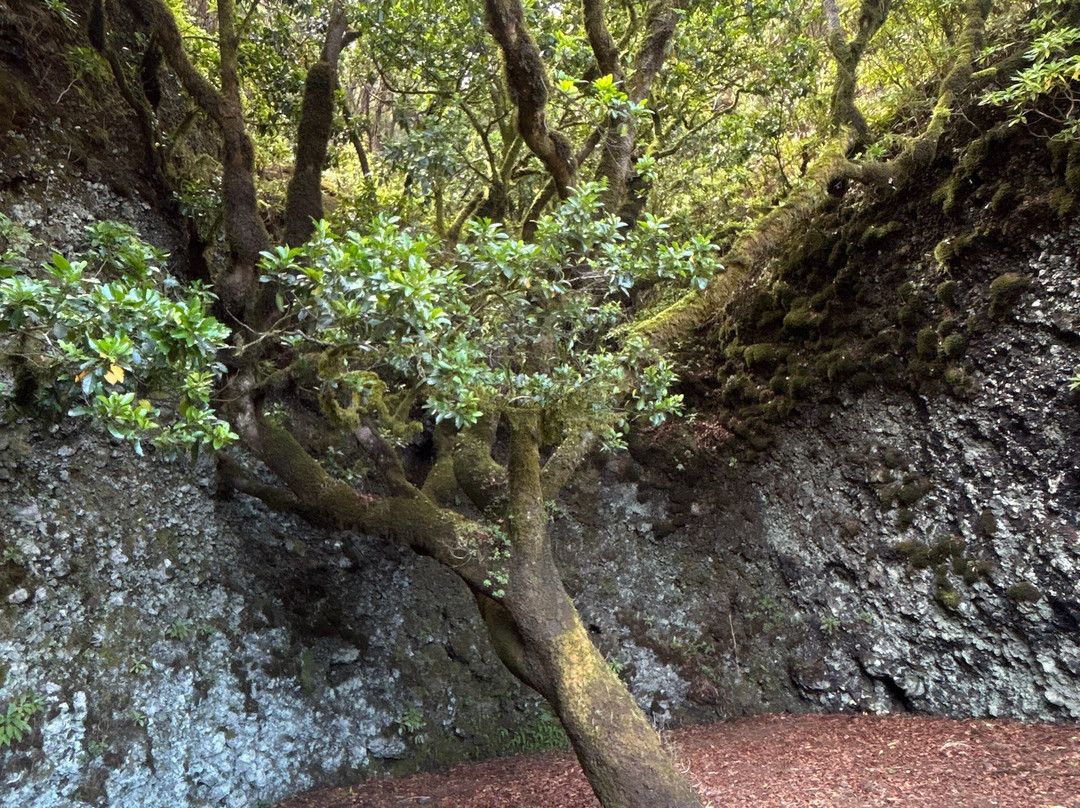 Garoé árbol santo-Valverde必去景点