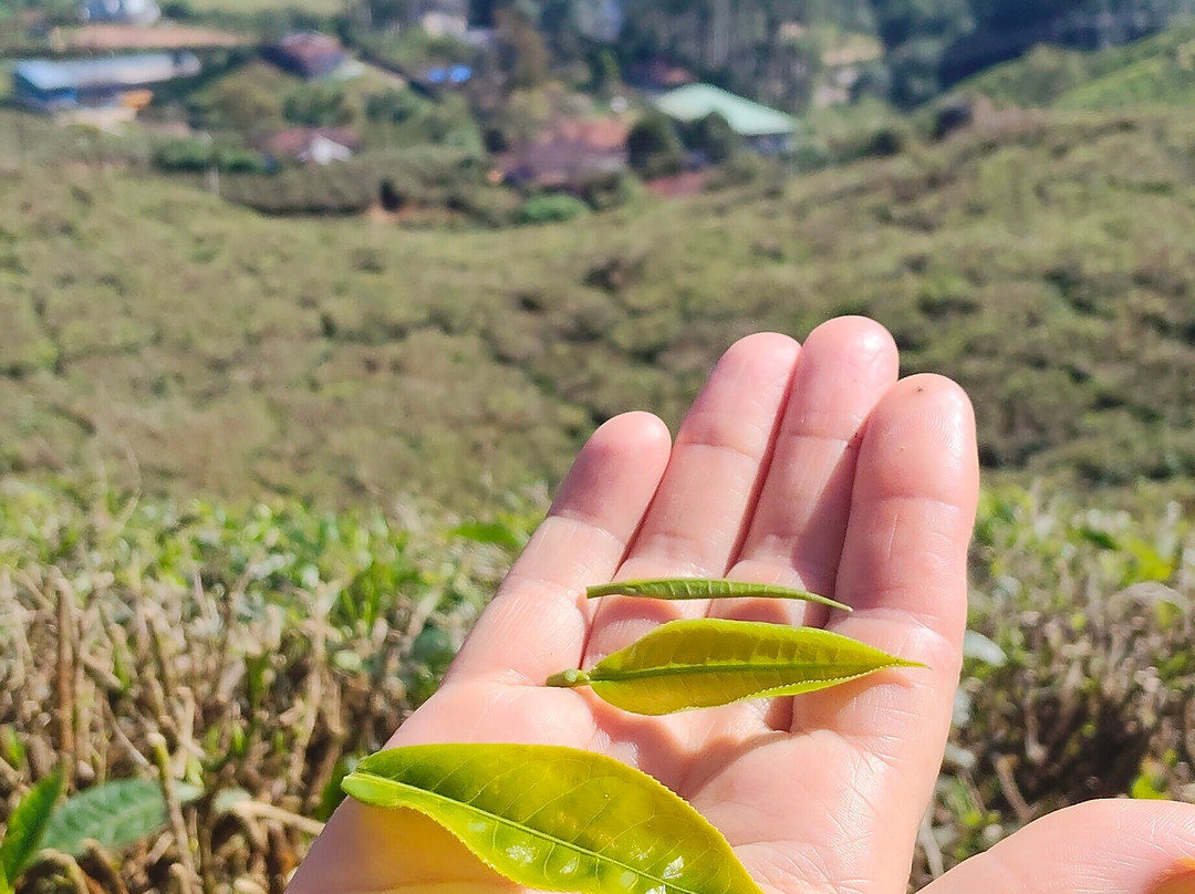 Munnar tea Green trekking adventure-慕那尔必去景点