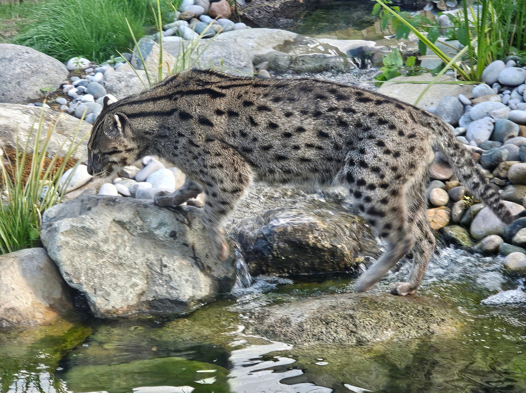 The Big Cat Sanctuary-Smarden必去景点