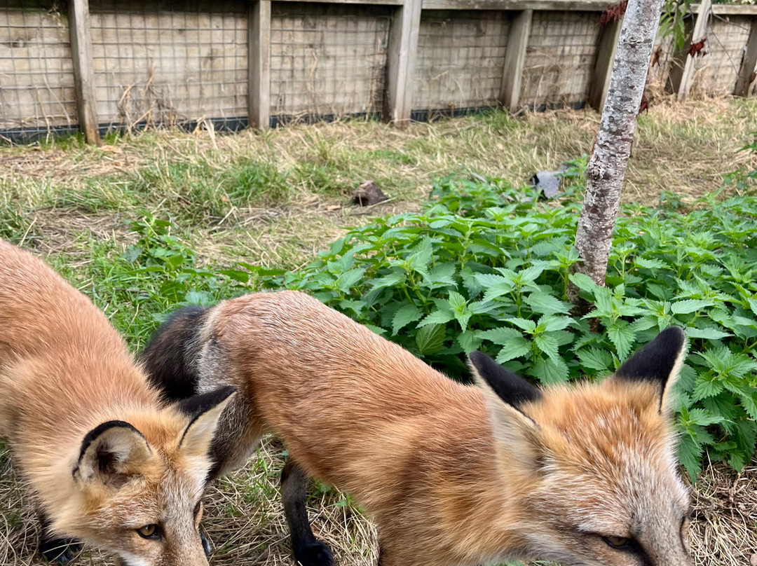 Hogshaw Farm & Wildlife Park-Hogshaw必去景点