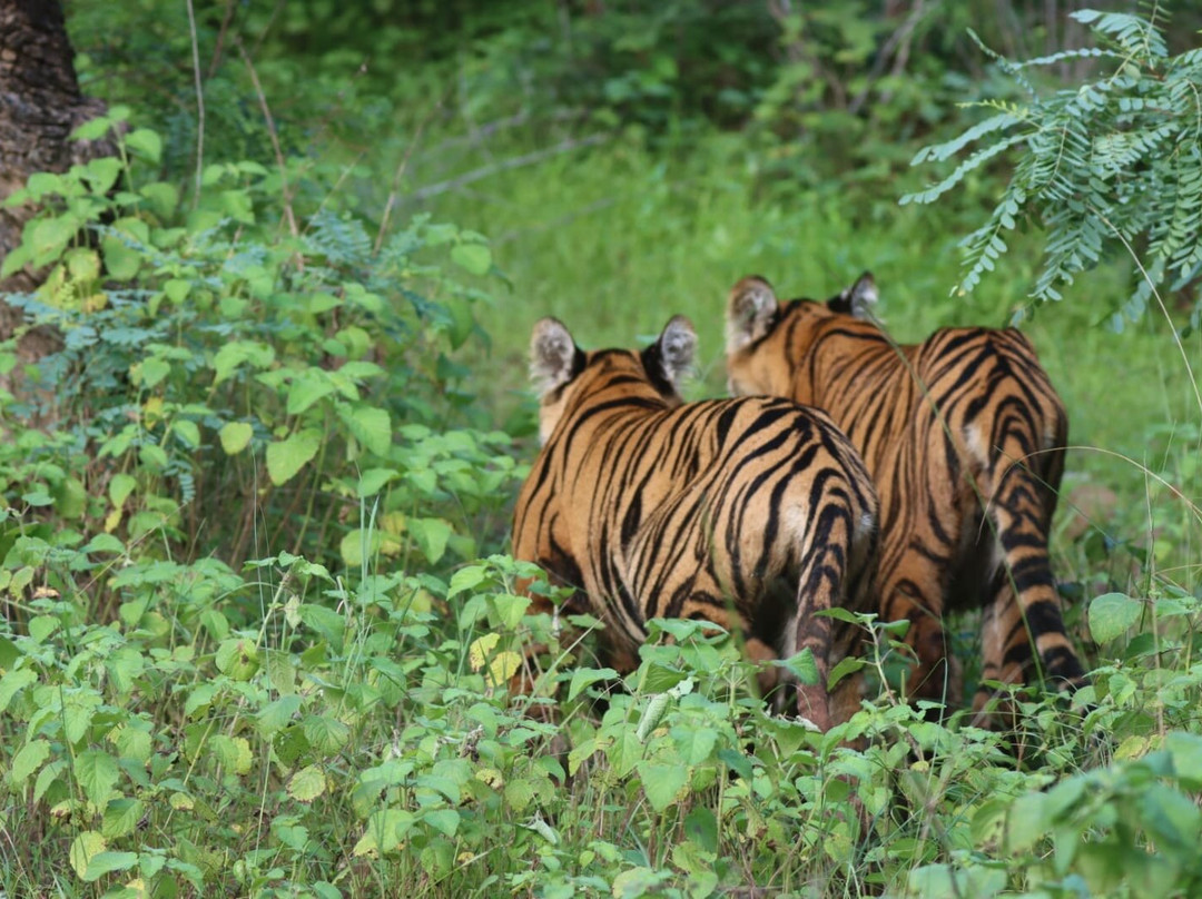 Tadoba Andhari National Park-Chandrapur District必去景点