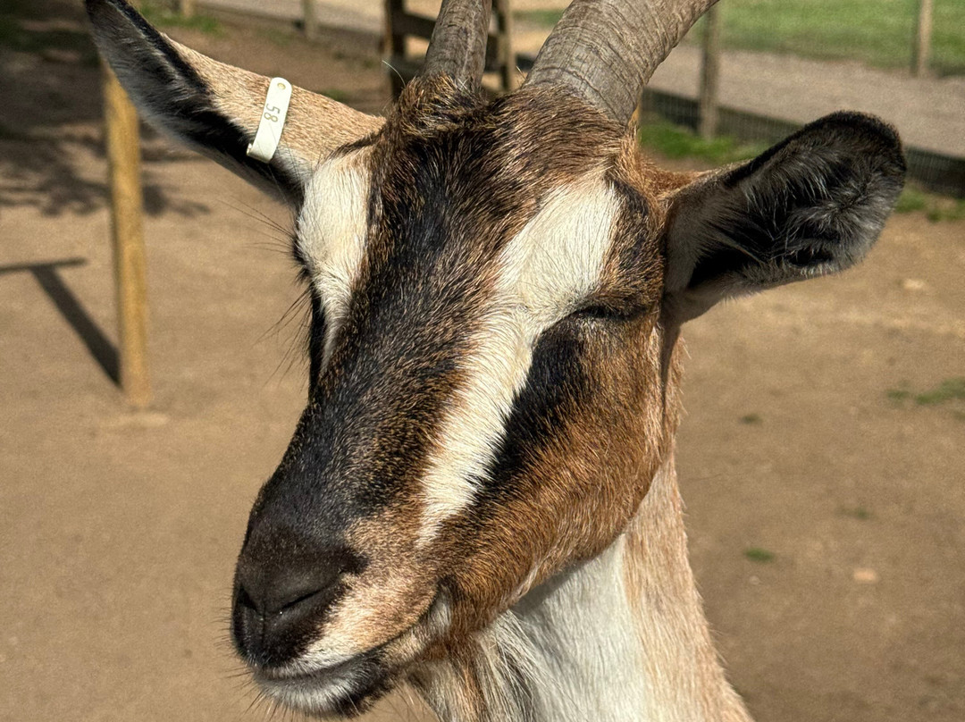 Jimmy's Farm & Wildlife Park-伊普斯威奇必去景点