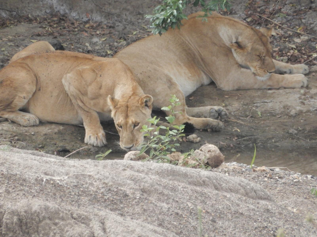 Brighte Maasai Adventures-Mara North Conservancy必去景点