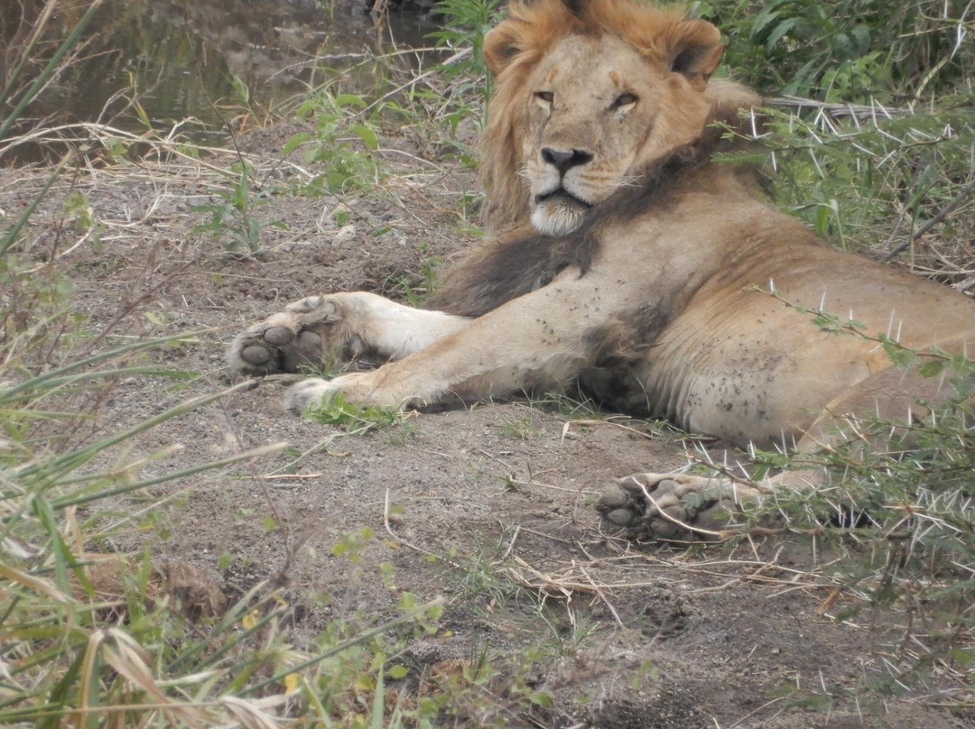 Brighte Maasai Adventures-Mara North Conservancy必去景点