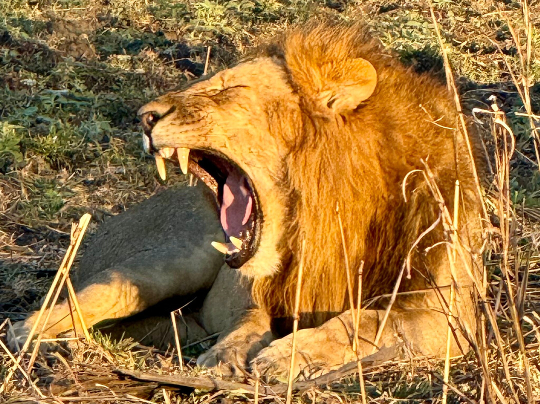 Parque Nacional Da Gorongosa-Gorongosa National Park必去景点