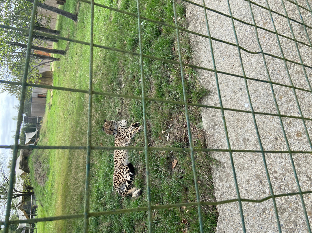 The Big Cat Sanctuary-Smarden必去景点