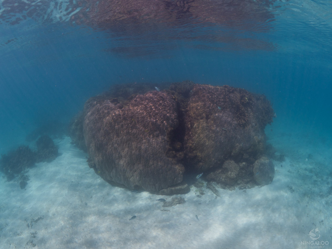 Ningaloo Discovery Whale Shark Tours-埃克斯茅斯必去景点