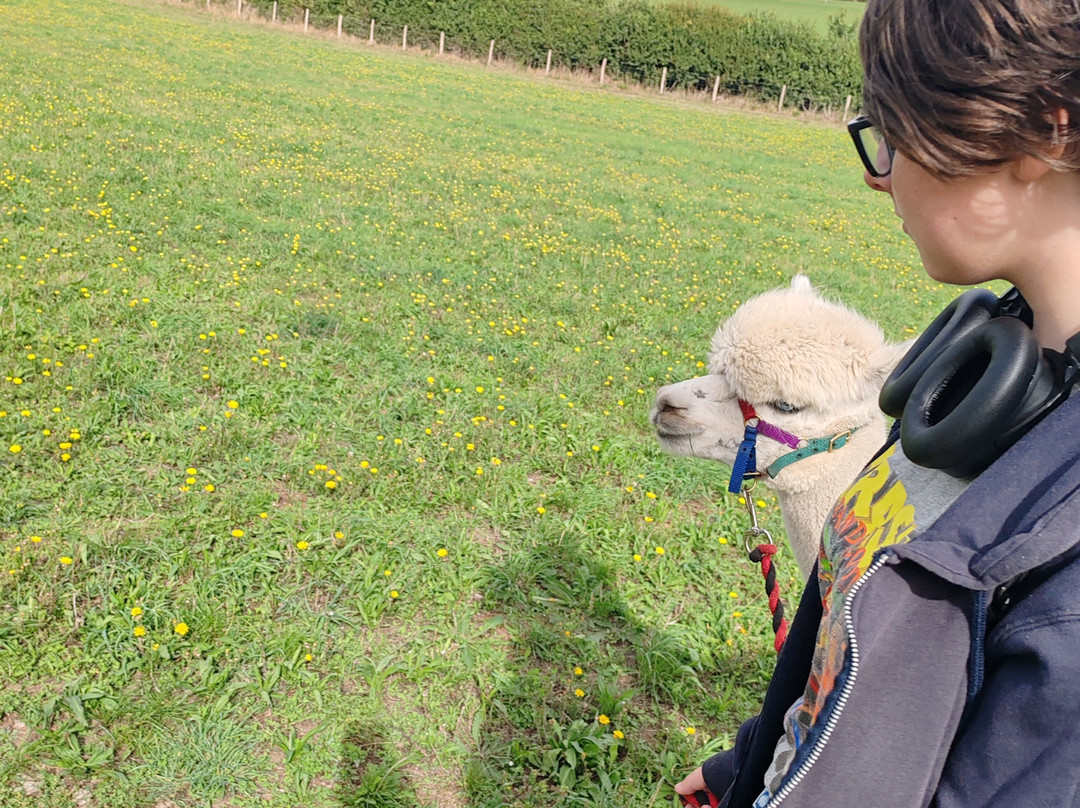 Lower Bush Alpacas-Cuxton必去景点