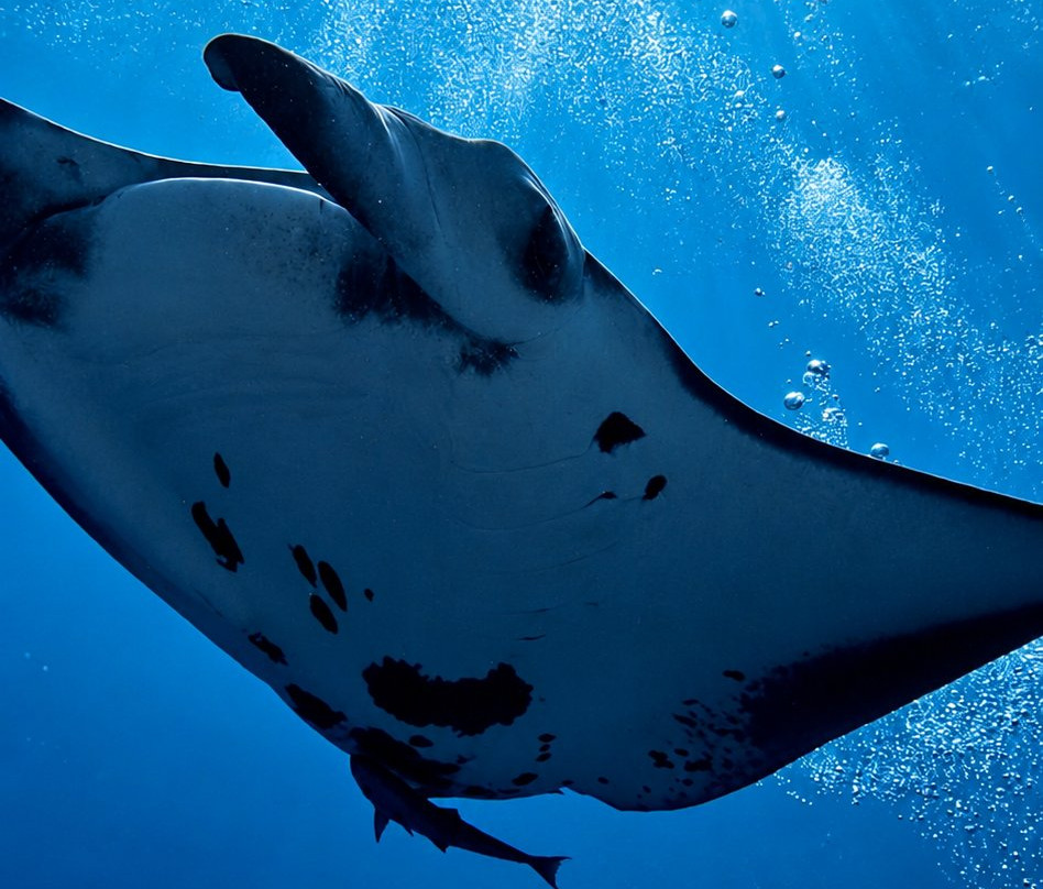 Euro-Divers Club Med Kani-卡尼翡诺岛必去景点