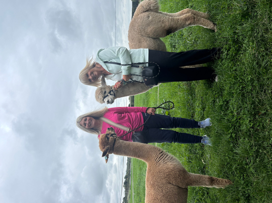 Charnwood Forest Alpacas-Boundary必去景点