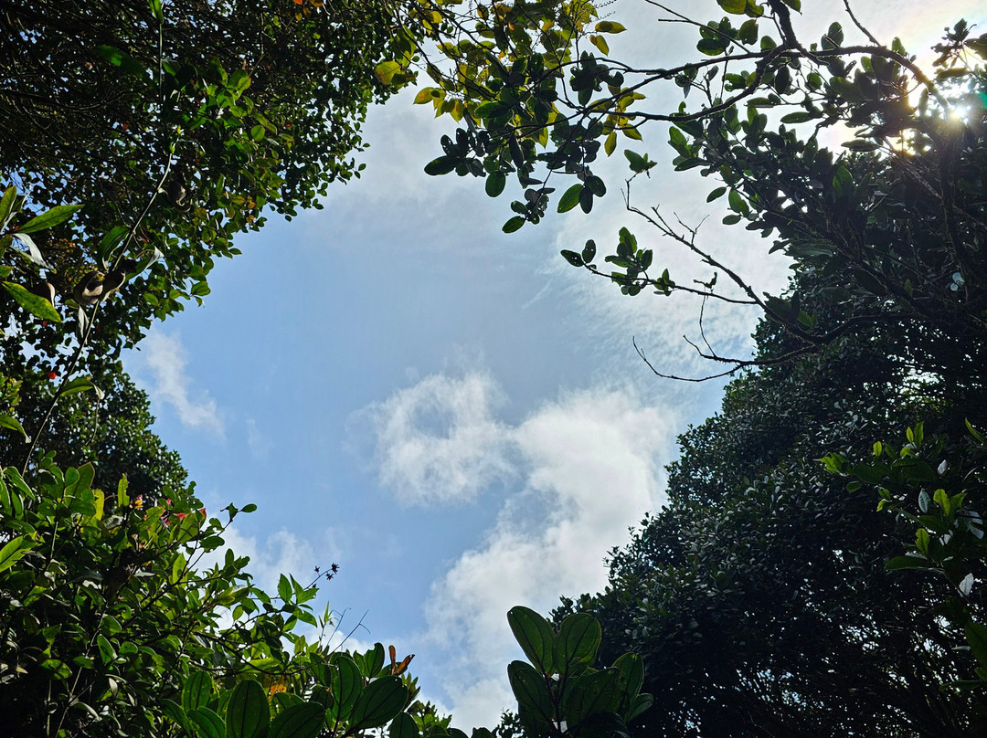 Mossy Forest Eco Park-碧兰璋必去景点