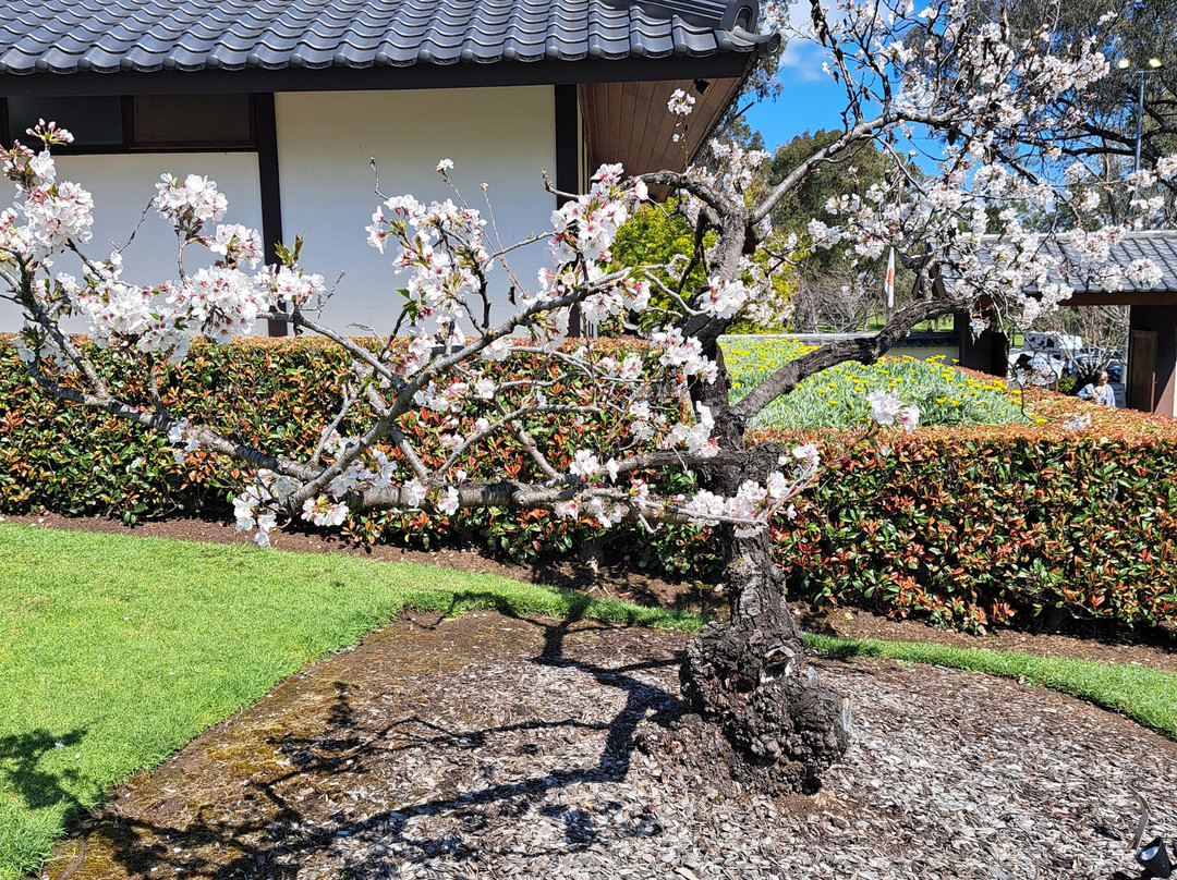 Cowra Japanese Garden & Cultural Centre-考兰必去景点