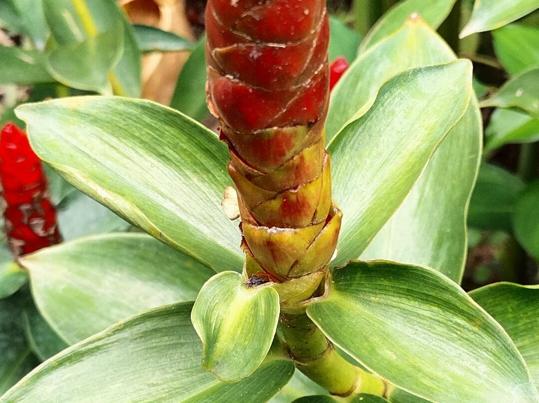 Som Tum Thong Ek